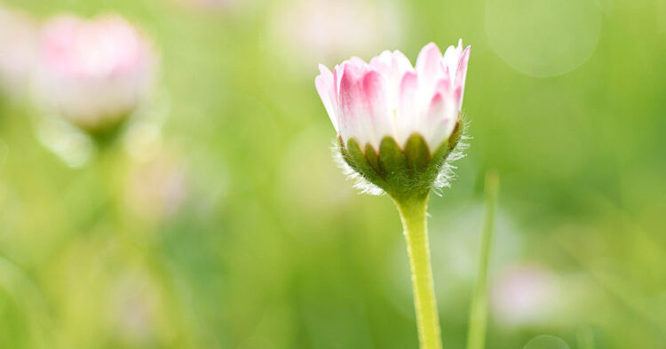 0 Featured Image Backlit Daisies