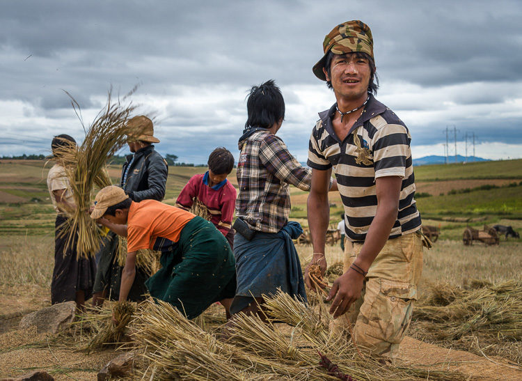 Group of farmers harvesting sticky rice in the countryside of Shan Province Myanmar