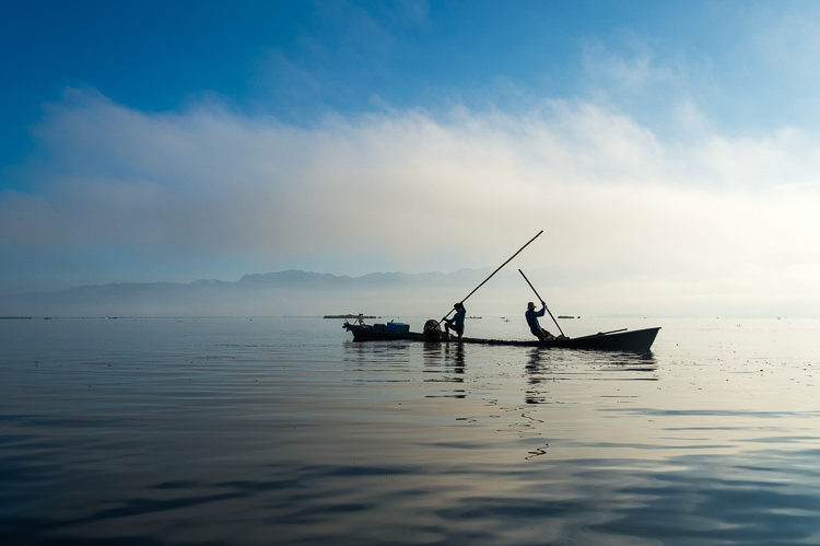 Man collecting mud and weeds from the bottom of the lake to build floating gardens in Inle Lake