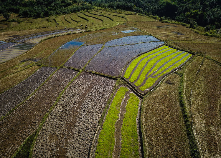 rice paddies around Kyaing Tong in Myanmar