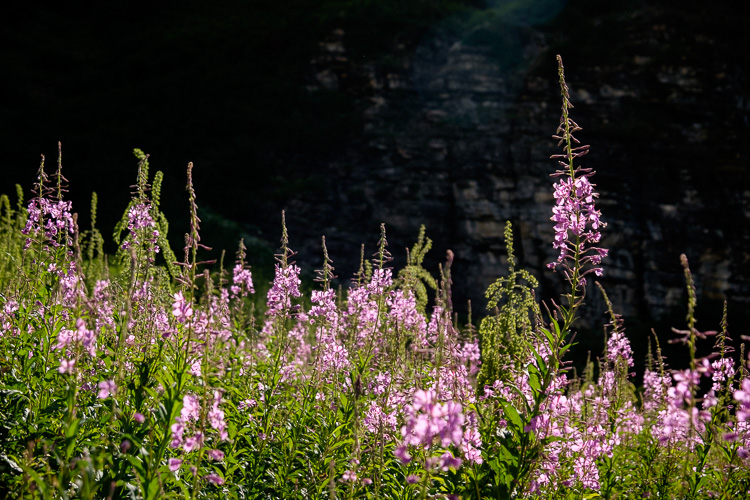 5 benefits learning portrait photography 50