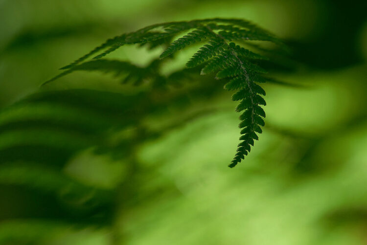 5 Fern on green background