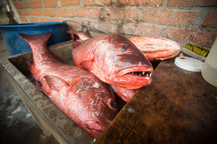 skin presets can be used on things other than human skin as well