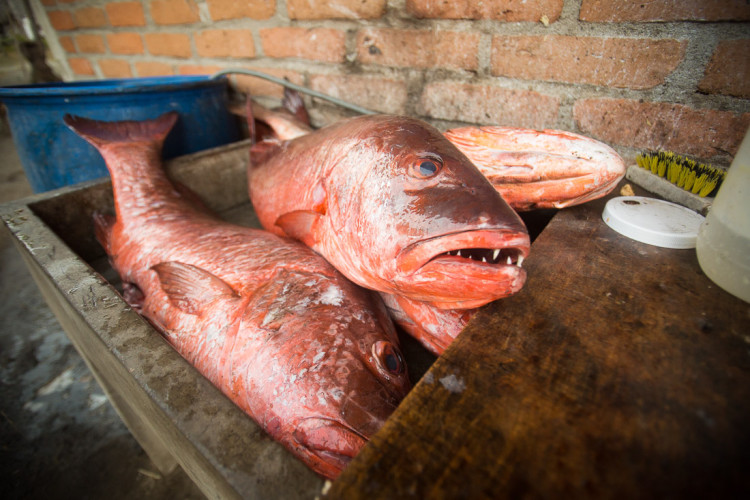 after preset applied to fish