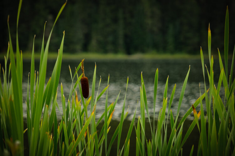 bear creek 20240821 129 1200px