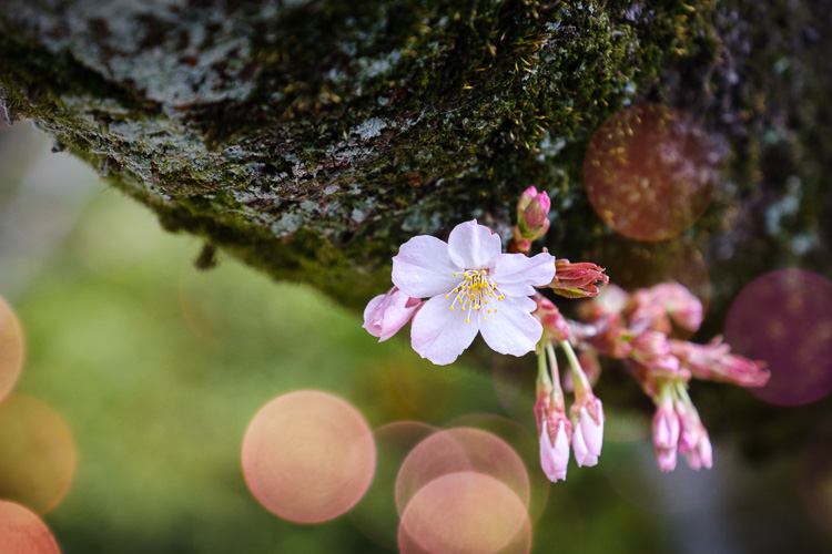 bokeh overlay tutorial 04