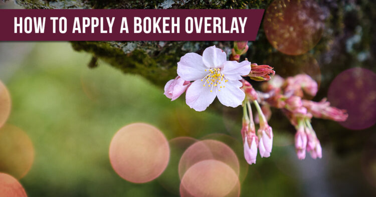 how to apply a bokeh overlay with Luminar AI