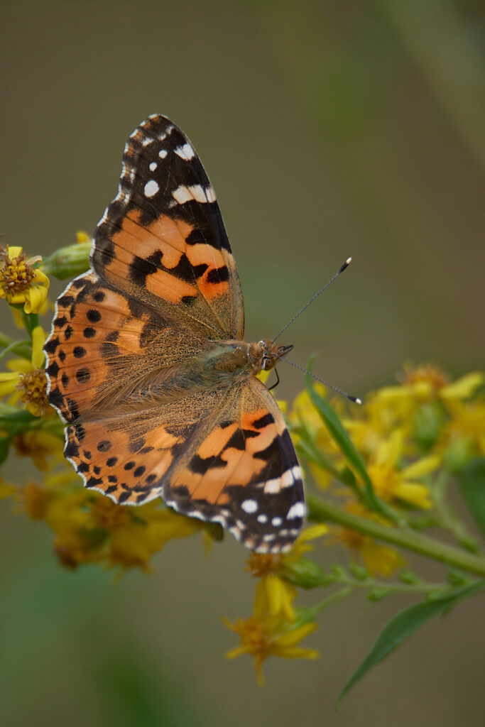 Butterfly extra 600mm f6.3 ISO360 1 800s