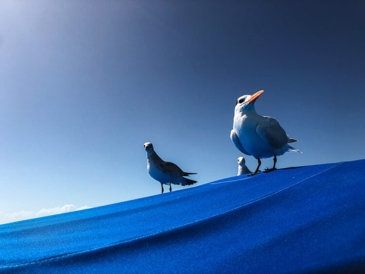 CELL PHONE PHOTOGRAPHY TIPS CHANGE PERSPECTIVE