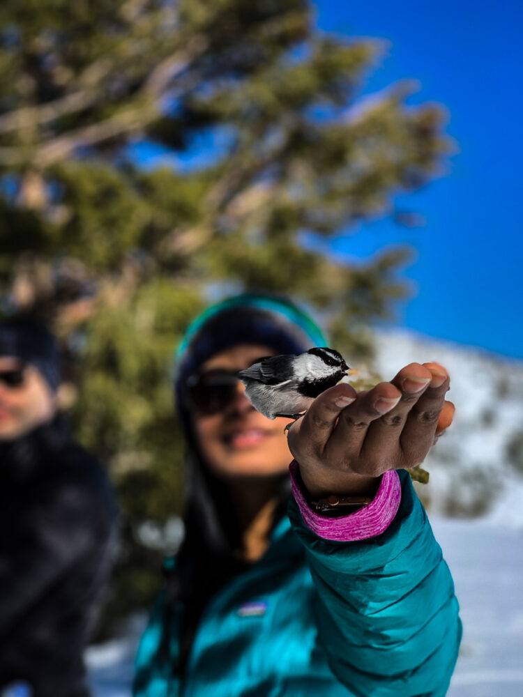 CELL PHONE PHOTOGRAPHY TIPS GET CLOSER