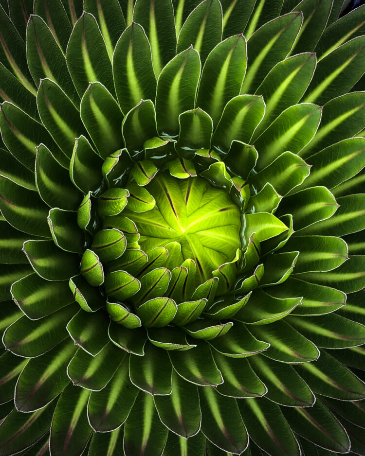 CELL PHONE PHOTOGRAPHY TIPS REPEATING PATTERNS