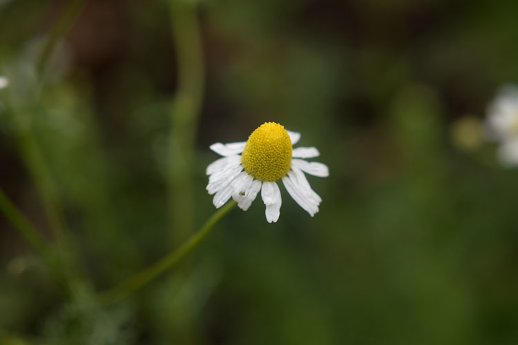 close up photography chamomile 3