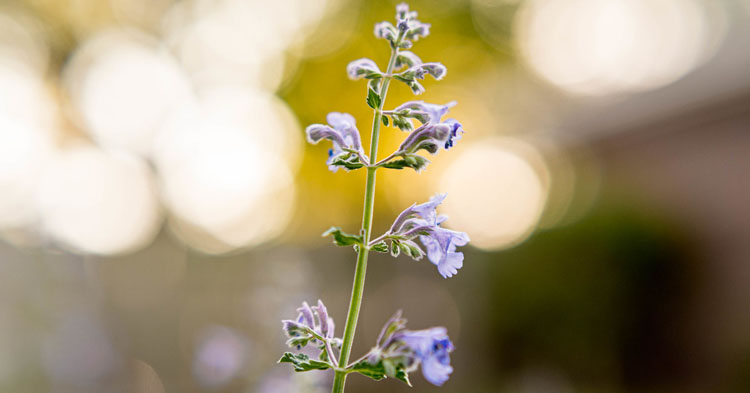 close up photography featured image