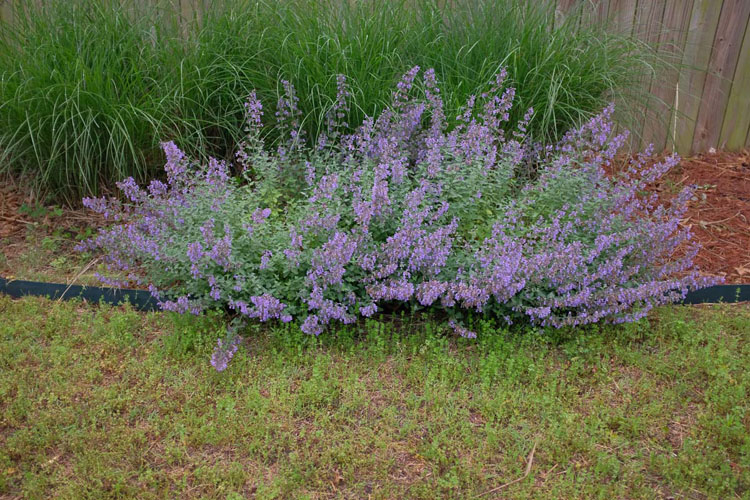 close up photography salvia 1