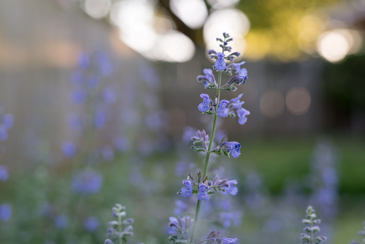close up photography salvia 2
