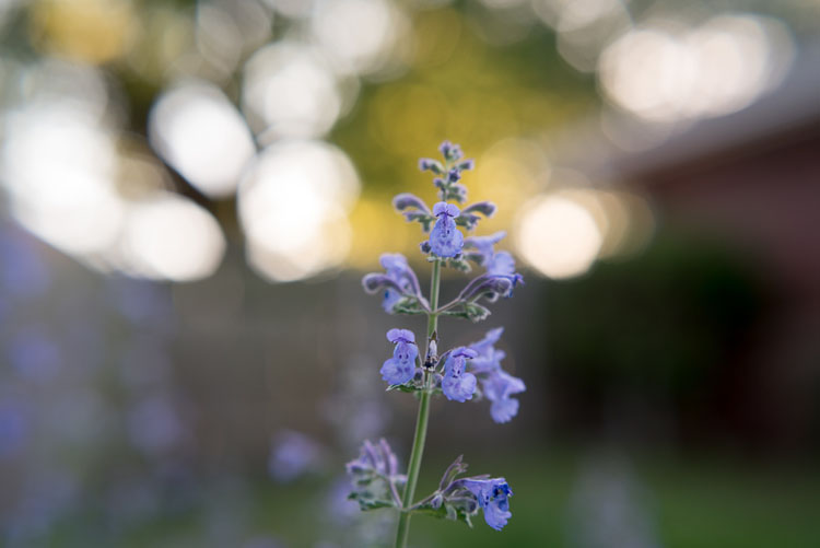 close up photography salvia 3