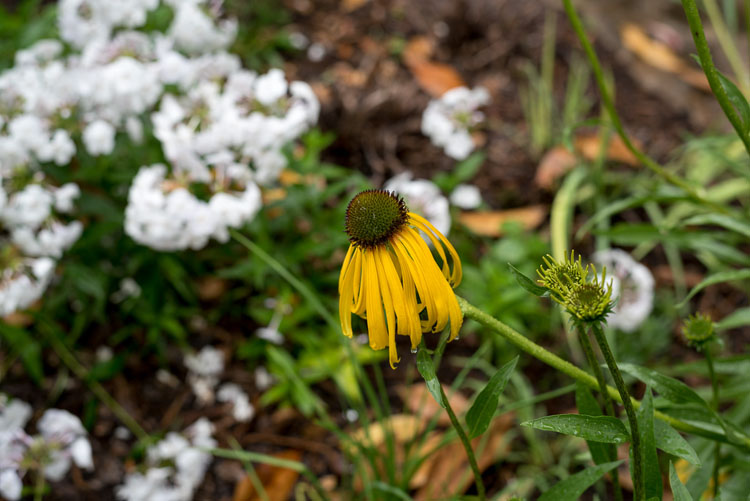 close up photography yellow coneflower 2