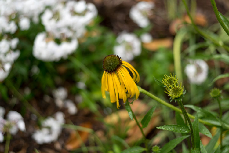 close up photography yellow coneflower 3
