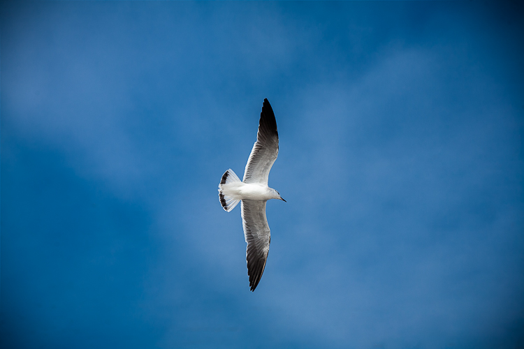 photo of a bird without any cropping