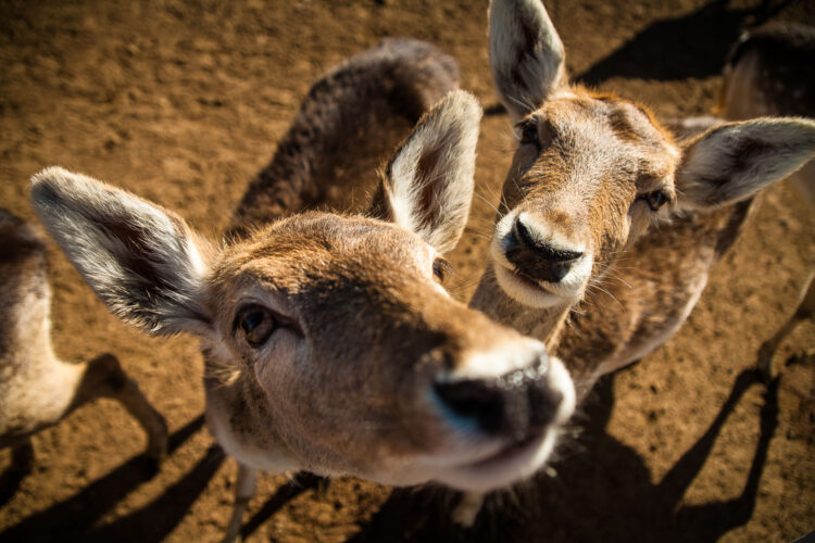 this photograph of deer with a wide angle lens makes them seem like they're right in your face