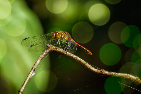dragonfly after bokeh
