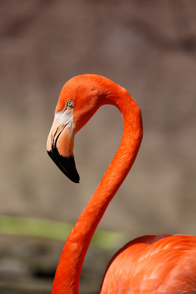 flamingo before bokeh background applied