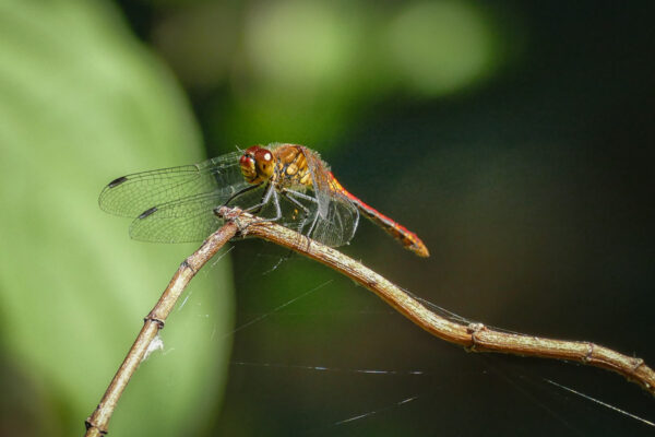dragonfly before bokeh