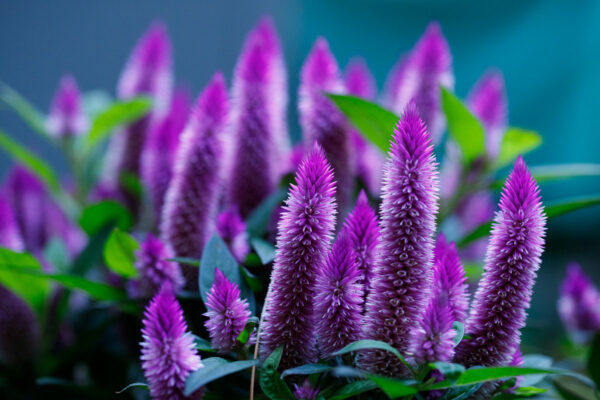 flowers without bokeh overlay