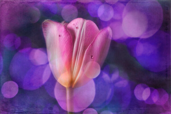 flower after bokeh overlay applied