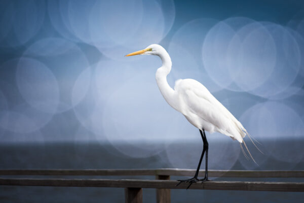 DPM bokeh pack two after 08 1200px