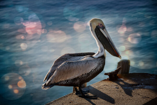 Pelican on dock with bokeh overlay effect applied