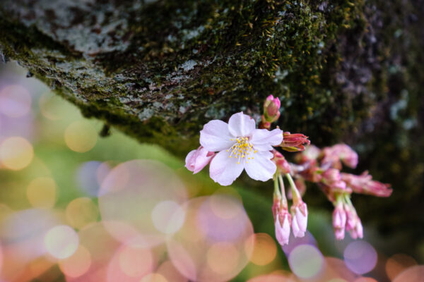 DPM bokeh pack two after 10 1200px