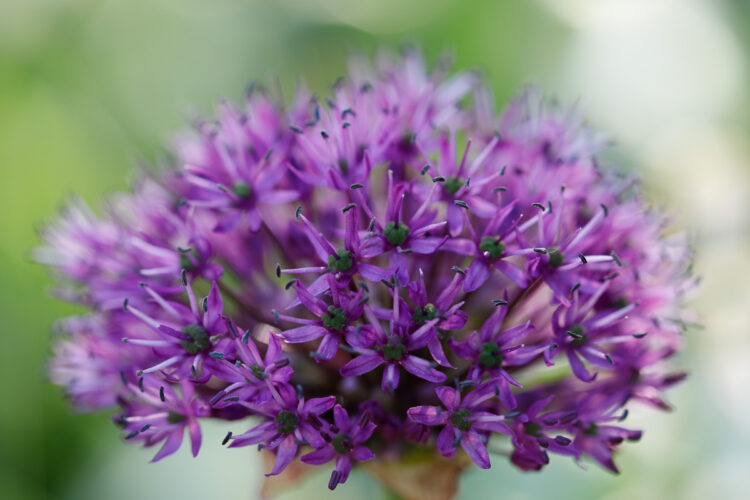 DPM bokeh pack two before 01 1200px