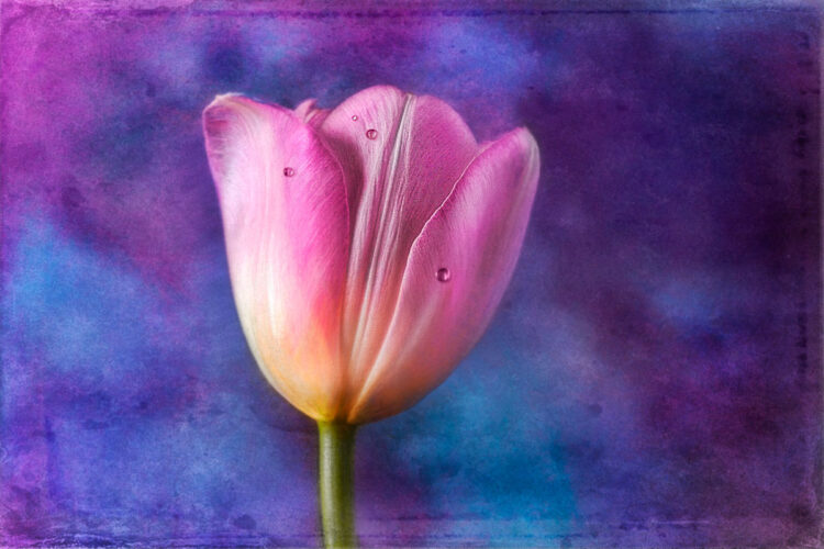 DPM bokeh pack two before 03 1200px