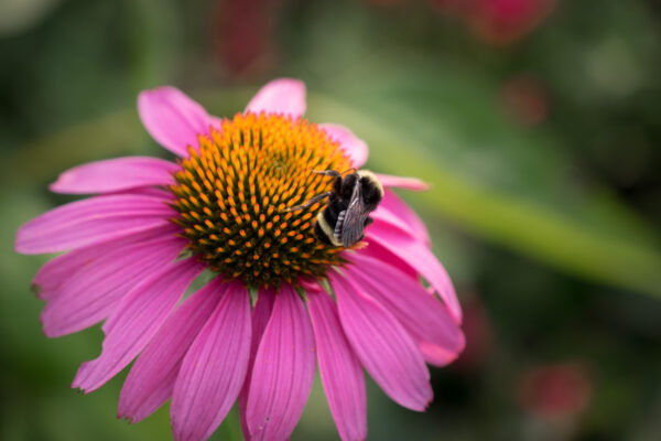 insect on flower before bokeh