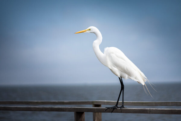 DPM bokeh pack two before 08 1200px