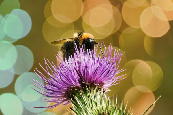bee on flower after bokeh overlay applied