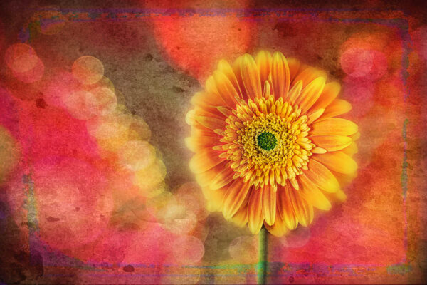 flower after bokeh applied