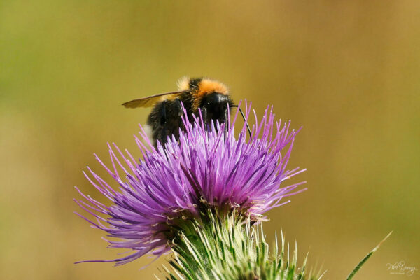 Bee on flower before bokeh effect applied