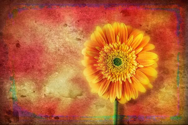 flower with texture before bokeh