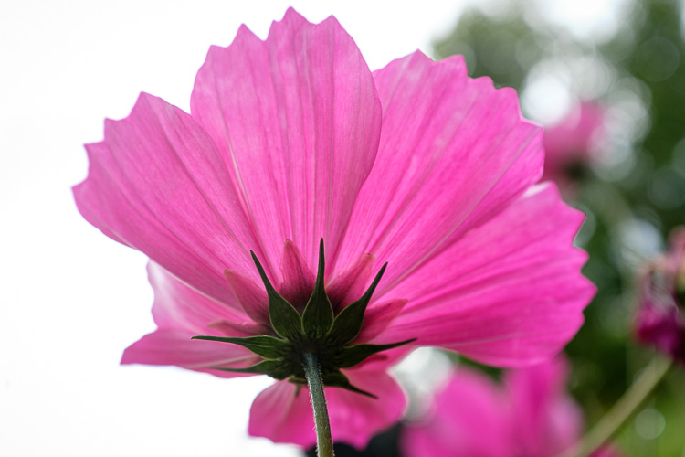 flower with exposure adjusted to correct it