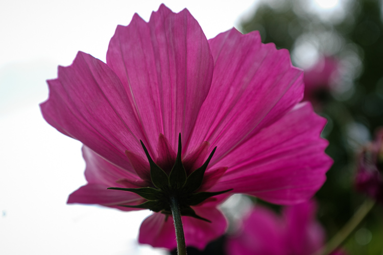 flower photographed without exposure compensation