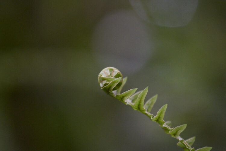 Fern bud extra 200mm f4 ISO1600 1 125s