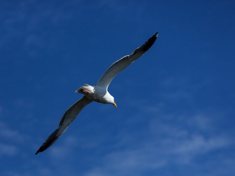 focus-point-zone.jpg Focus point zone