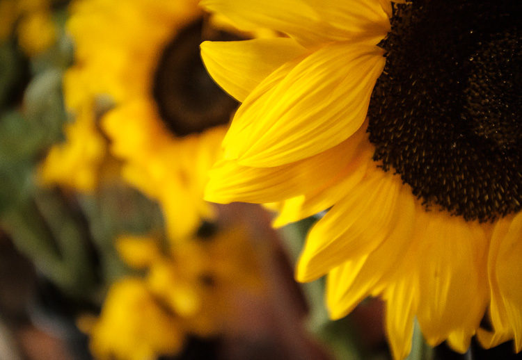 example photo of a sunflower at the farmers market to show low light capabilities of the Fuji X100F mirrorless camera
