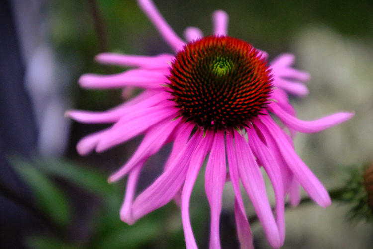 Fuji X100F Review 14