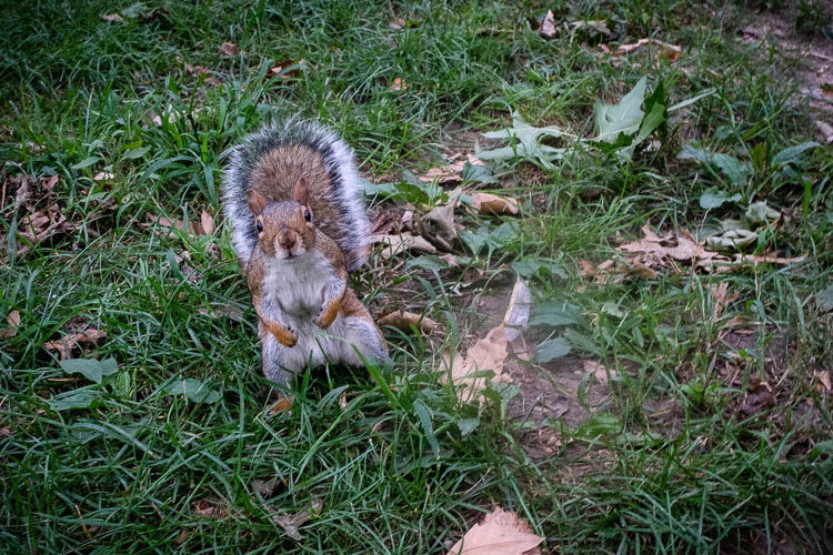 Fuji X100F Review 33