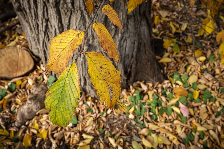 fujifilm 16 55mm lens review 07