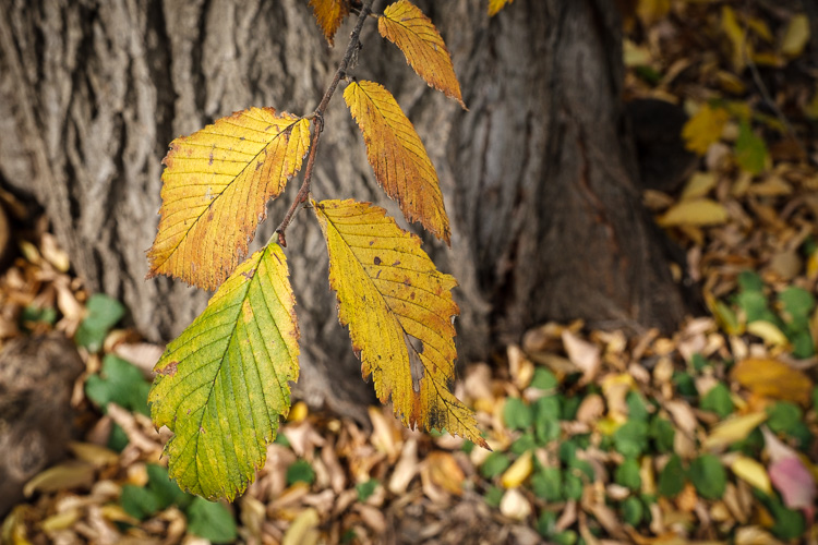 fujifilm 16 55mm lens review 11