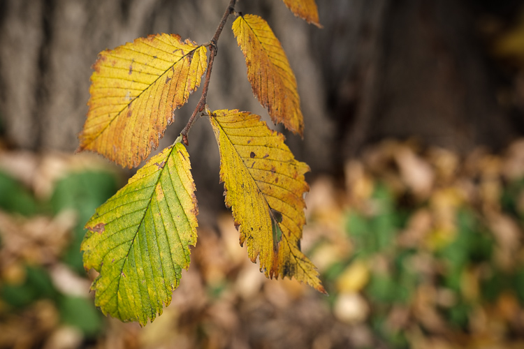 fujifilm 16 55mm lens review 13